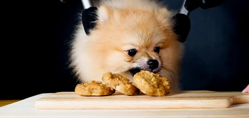 Pomeranian Boo'lara Alerji Yapan Yiyecekler