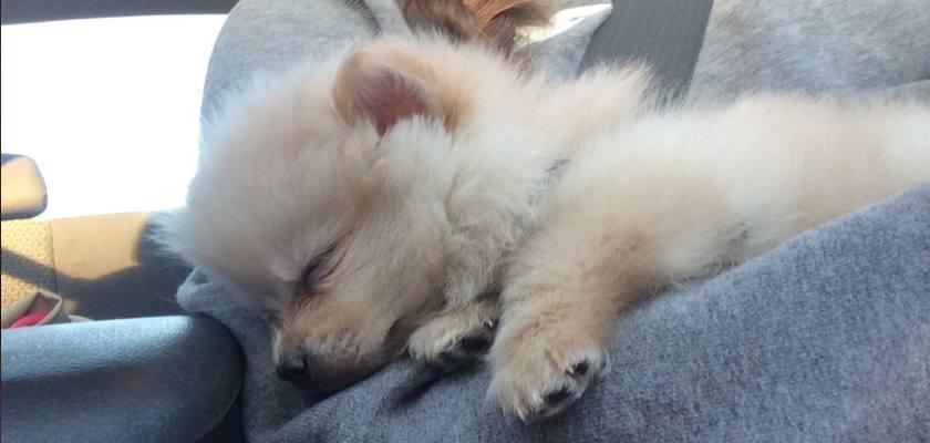Yavru Pomeranianlar Ne kadar Uyurlar?