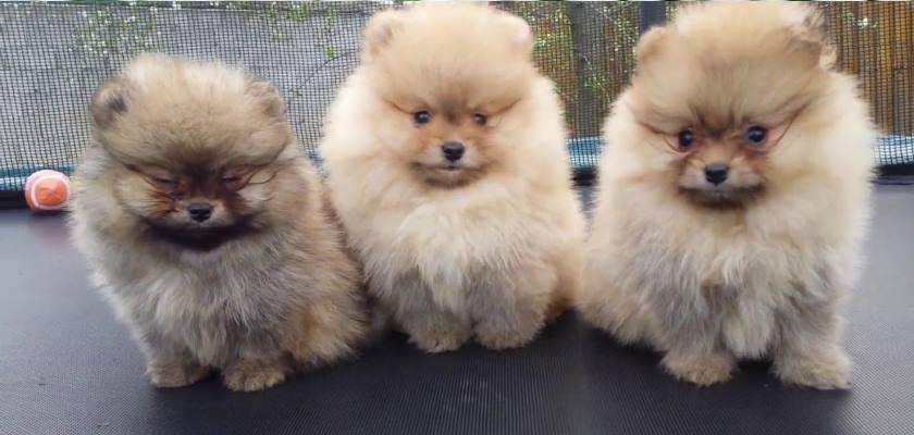 Hangi Pomeranianlar Daha Kıymetli?