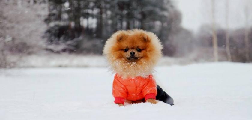 Pomeranian Köpeğiniz ile Kış Ayında Seyahat Ederken Dikkat Edilecekler